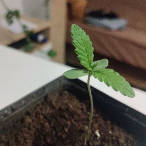 Passion #1 growlog timeline photo