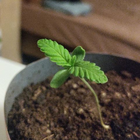 Passion #1 growlog timeline photo