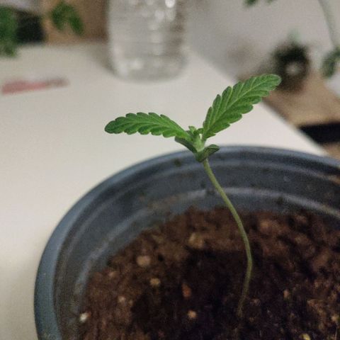 Passion #1 growlog timeline photo
