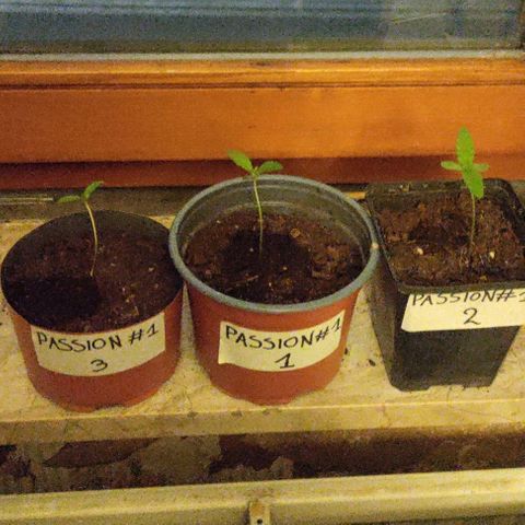 Passion #1 growlog timeline photo