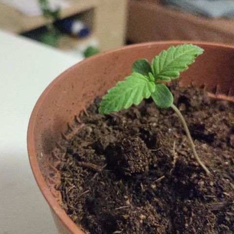 Sensi Skunk growlog timeline photo