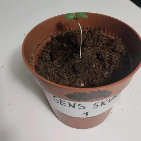 Sensi Skunk growlog timeline photo