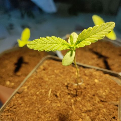 Passion #1 growlog timeline photo