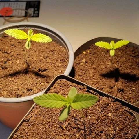 Passion #1 growlog timeline photo