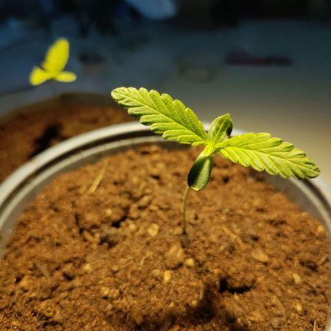Passion #1 growlog timeline photo