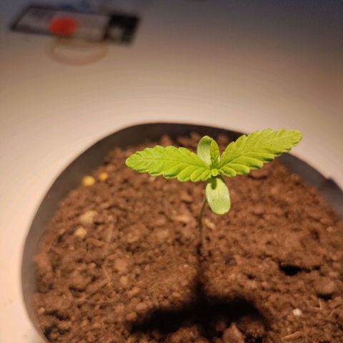 Passion #1 growlog timeline photo