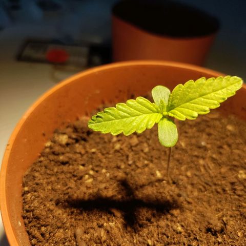 Sensi Skunk growlog timeline photo