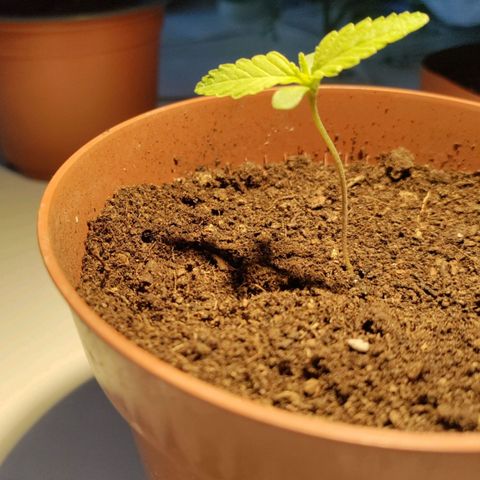 Sensi Skunk growlog timeline photo