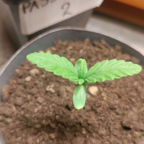 Passion #1 growlog timeline photo