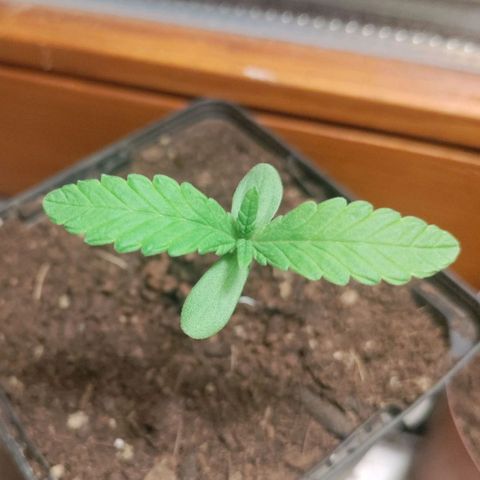 Passion #1 growlog timeline photo