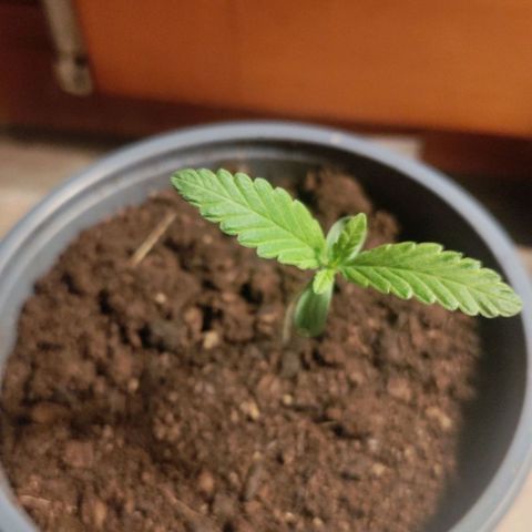 Passion #1 growlog timeline photo