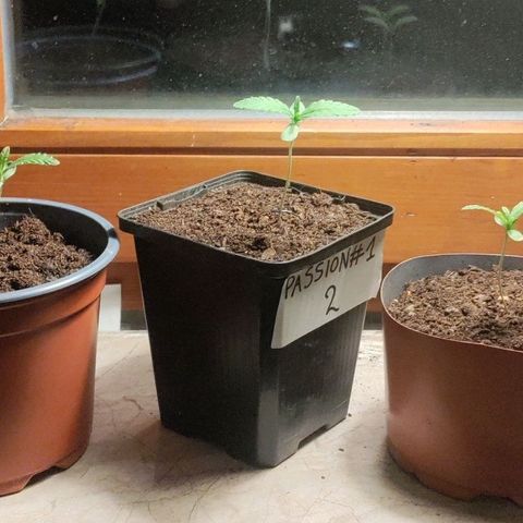 Passion #1 growlog timeline photo