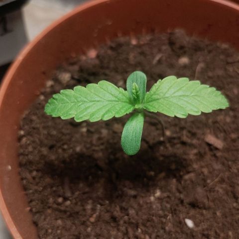 Sensi Skunk growlog timeline photo