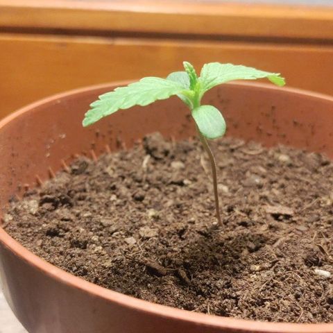 Sensi Skunk growlog timeline photo