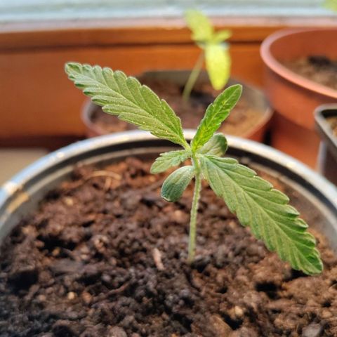 Passion #1 growlog photo: Girls in the rain