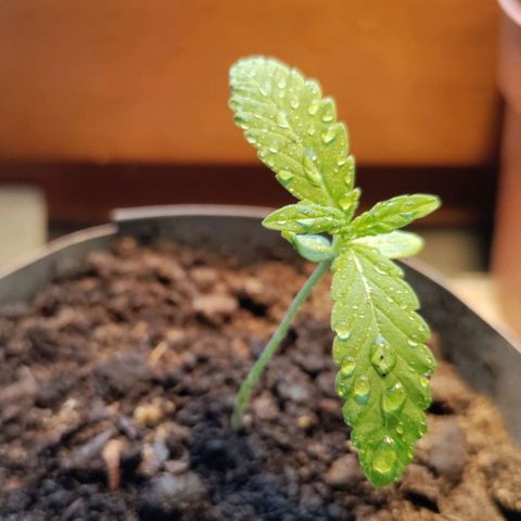 Passion #1 growlog photo: Girls in the rain