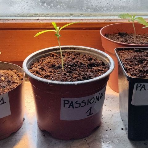 Passion #1 growlog photo: Girls in the rain