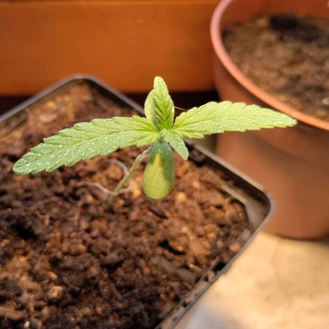 Passion #1 growlog photo: Girls in the rain
