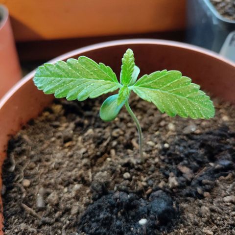 Sensi Skunk growlog timeline photo
