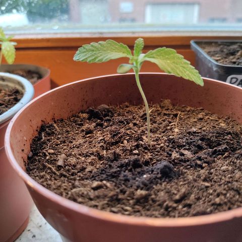 Sensi Skunk growlog timeline photo