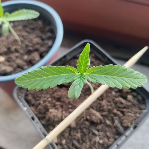 Passion #1 growlog timeline photo