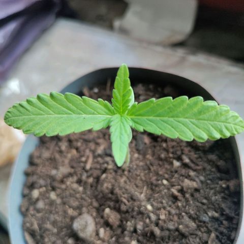 Passion #1 growlog timeline photo