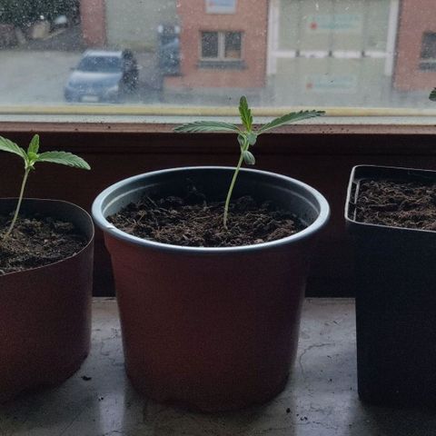 Passion #1 growlog timeline photo
