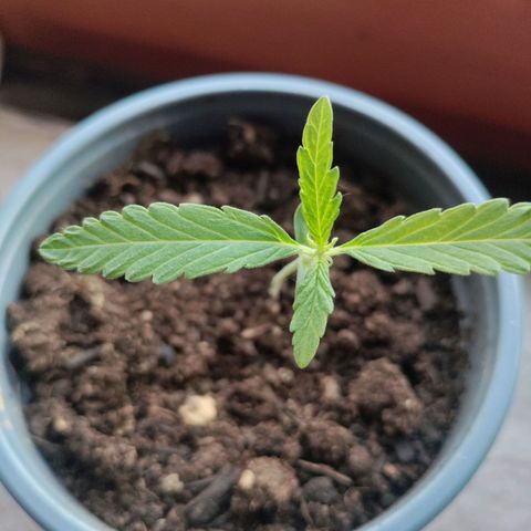 Passion #1 growlog timeline photo