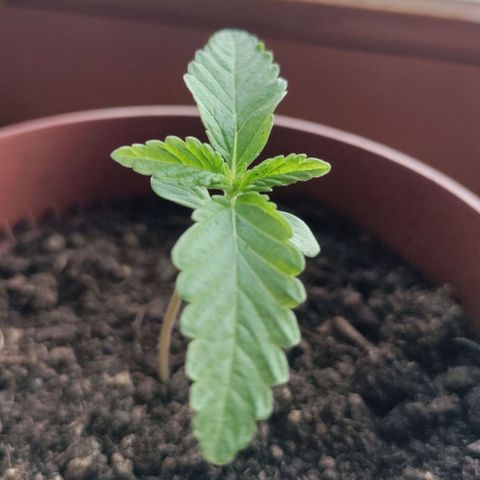 Sensi Skunk growlog timeline photo