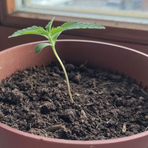Sensi Skunk growlog timeline photo