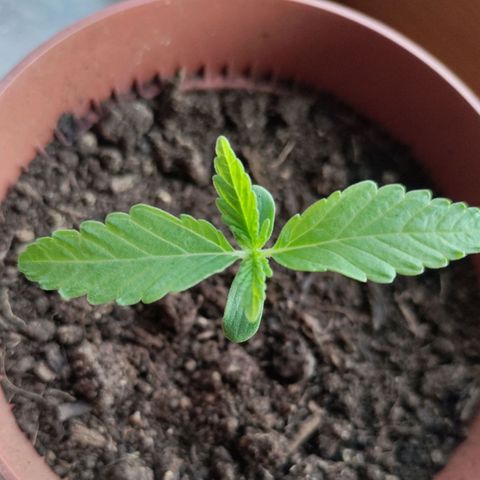 Sensi Skunk growlog timeline photo