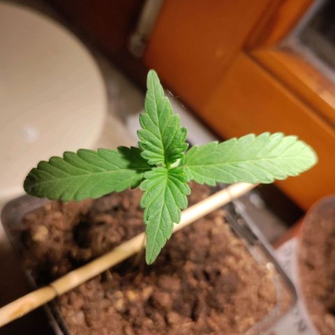 Passion #1 growlog timeline photo