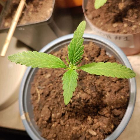 Passion #1 growlog timeline photo