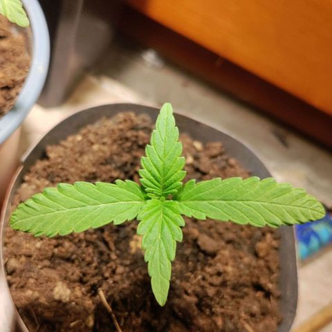 Passion #1 growlog timeline photo