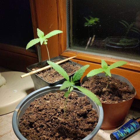 Passion #1 growlog timeline photo