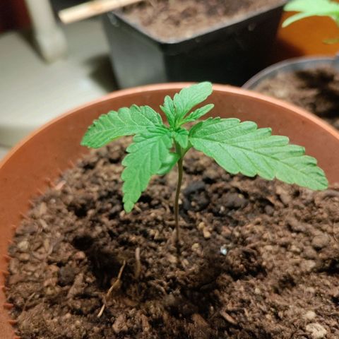 Sensi Skunk growlog timeline photo