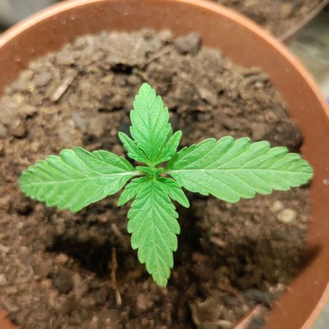 Sensi Skunk growlog timeline photo