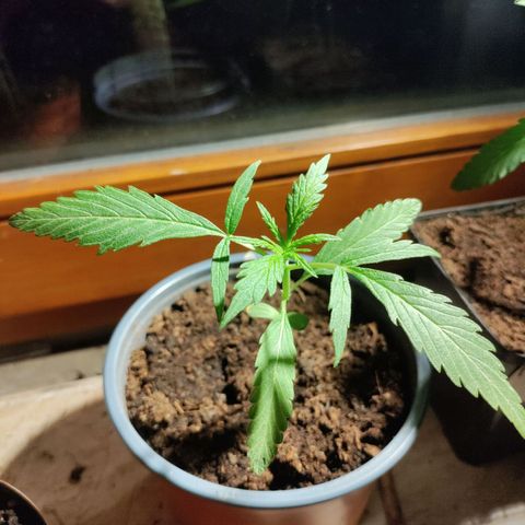 Passion #1 growlog photo: Getting big