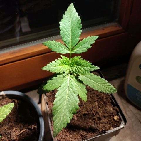 Passion #1 growlog photo: Getting big