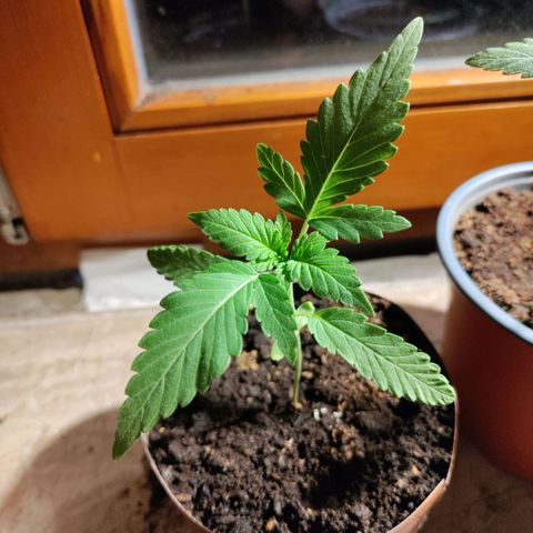 Passion #1 growlog photo: Getting big