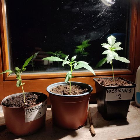 Passion #1 growlog photo: Getting big