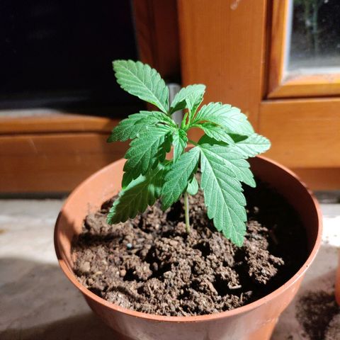 Sensi Skunk growlog timeline photo