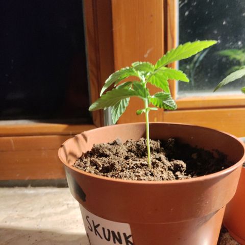 Sensi Skunk growlog timeline photo