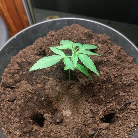 Sensi Skunk growlog timeline photo