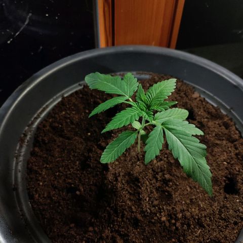 Passion #1 growlog timeline photo