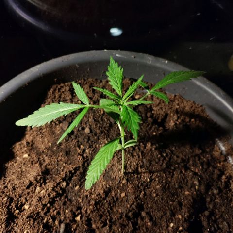 Passion #1 growlog timeline photo