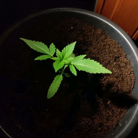 Passion #1 growlog timeline photo