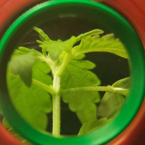 Sensi Skunk growlog photo: Close up
