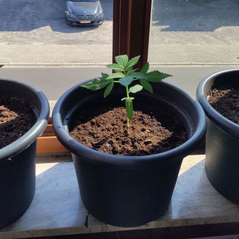 Passion #1 growlog timeline photo