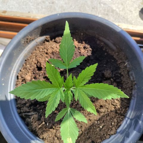 Passion #1 growlog timeline photo
